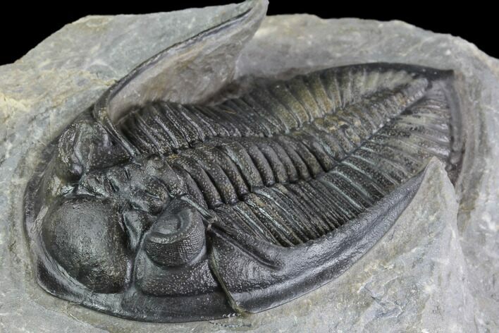 Zlichovaspis Trilobite - Beautiful Specimen #86756